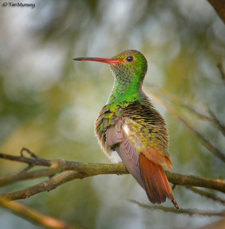 Resting Rufous